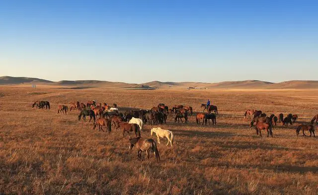 内蒙古有哪些知名的大草原?
