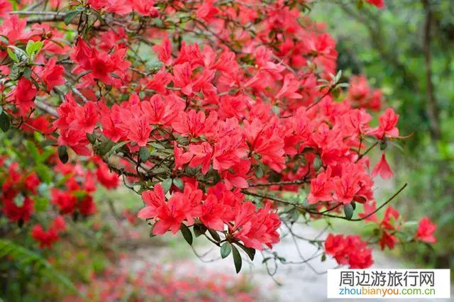 我国杜鹃花开最好的地方都有哪些？为什么？