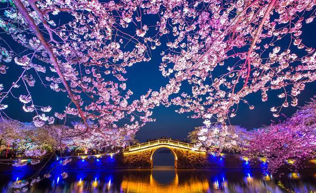 观赏樱花在国内去哪里最好？