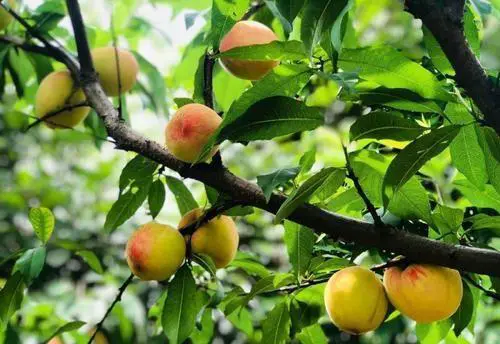 周末想去郊游,重庆郊区有哪些好玩的地方推荐?