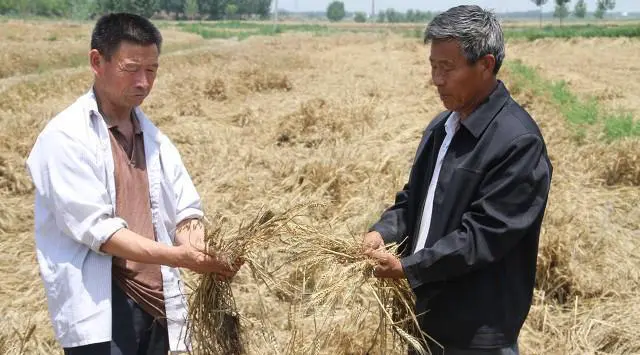 八十年代割麦子，田间吃的“晌午饭”，你还记得是什么吗？