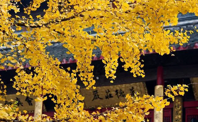 如果只能停留一天，南京旅游赏秋哪里最值得去？