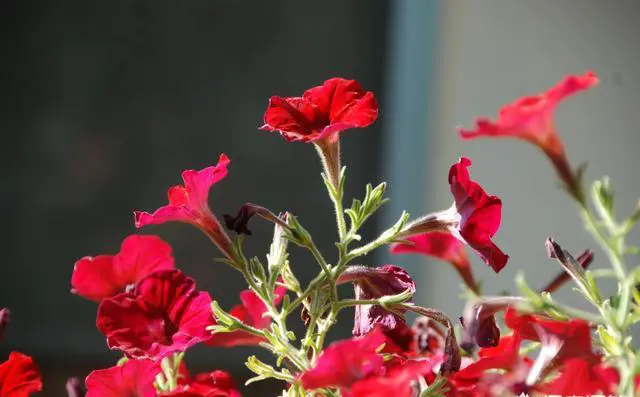 云南为什么只说昆明四季如春？那云南其他地方呢？