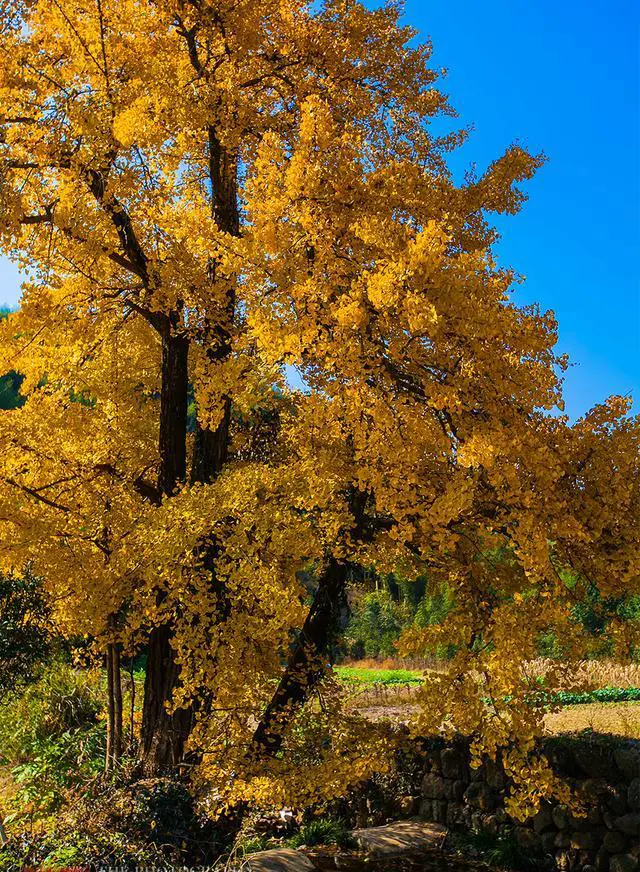 大杭州哪里的银杏最美？