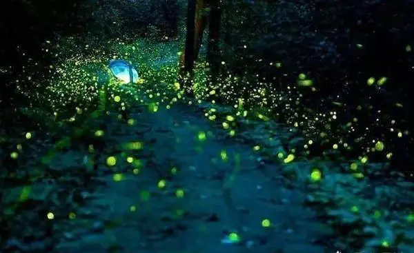 夏天,你感觉哪里的夜景最美,最值得一去?