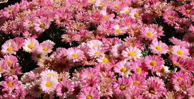 可以省内旅游了，您最想去哪个景区？