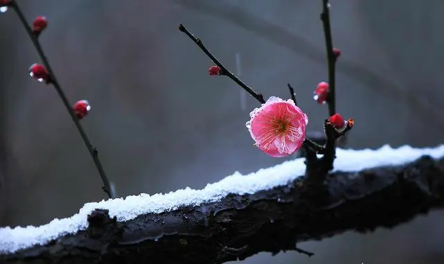 杭州灵峰的寒梅是什么时候开花？