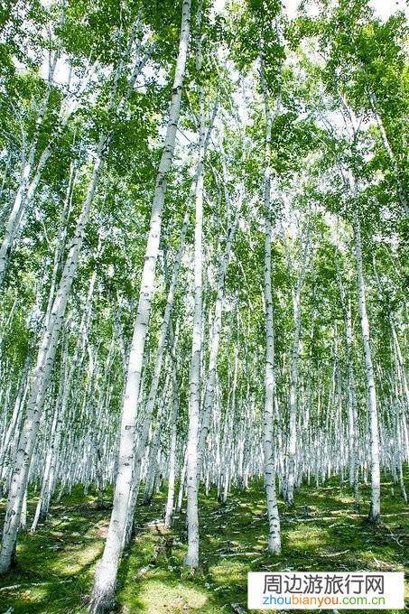呼伦贝尔有哪些适合四五十人的多人团的旅游路线或方案？