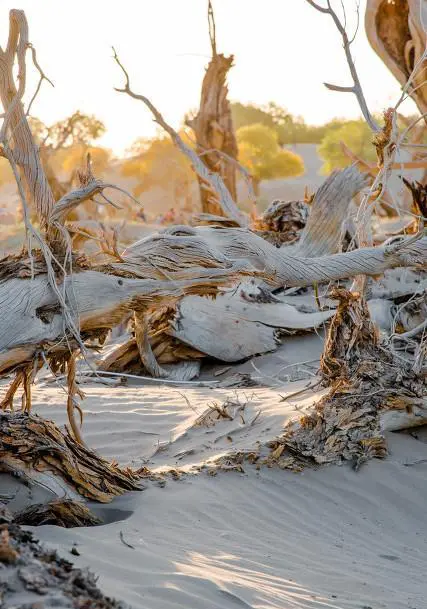 去额济纳胡杨林旅游，让你最接受不了的是什么？