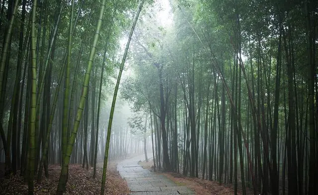 杭州哪些旅游景点最受欢迎？