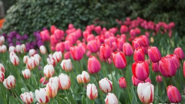 杭州太子湾公园好玩吗?