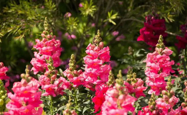 河南最高峰老鸦岔垴风景介绍