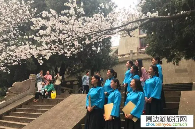 武汉大学的樱花为什么会吸引那么多人去看?今年还能不能去拍摄?