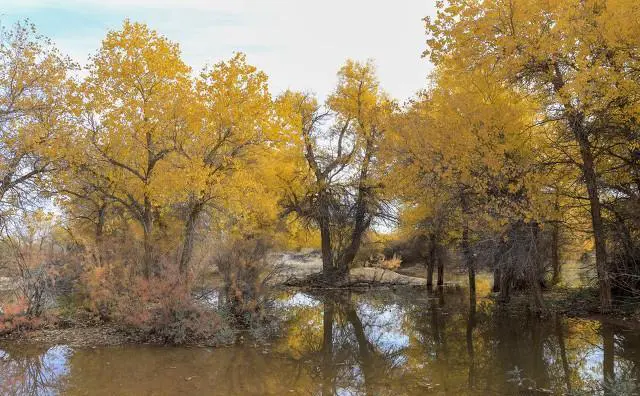 去额济纳胡杨林旅游，让你最接受不了的是什么？