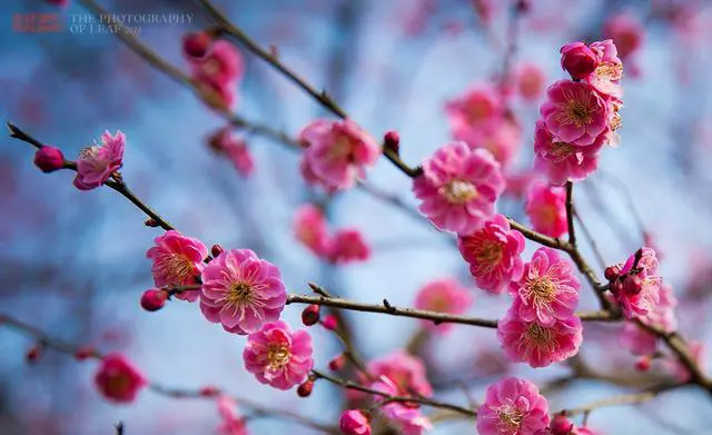 杭州有哪些赏梅的好去处？