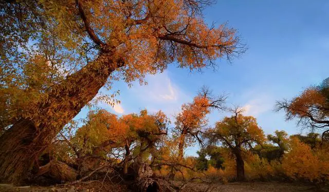 去额济纳胡杨林旅游，让你最接受不了的是什么？