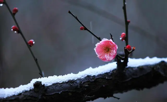 杭州有哪些赏梅的好去处？