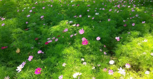 三亚鲜花满地,什么花最好看呢?