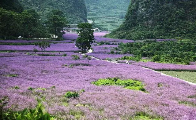 去贵州旅游什么季节去最合适?