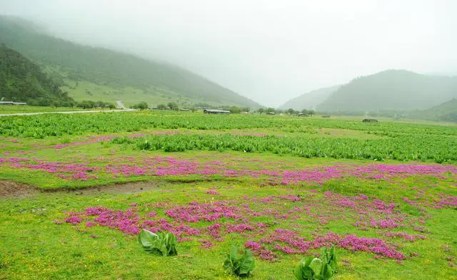 中国哪里有花海?国内花海旅游景点