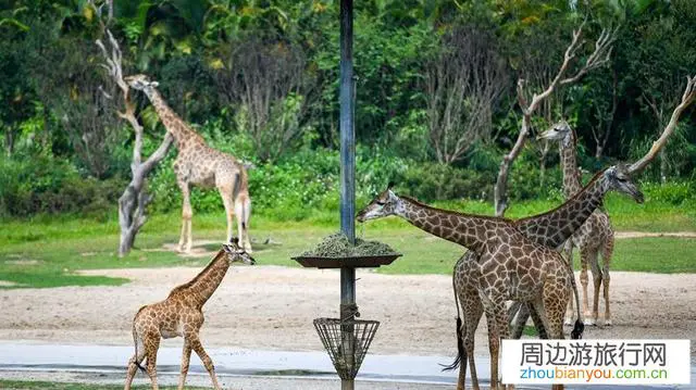 广东有什么好玩的？
