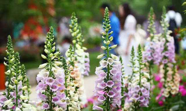 杭州西溪湿地好玩吗？