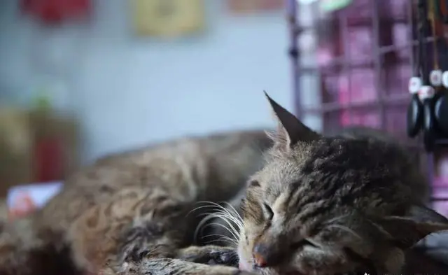 弯弯环岛自由行有什么旅游攻略吗？