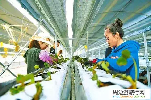 5G信号若全面覆盖且套餐资费也降低,你们愿意回乡村发展吗?