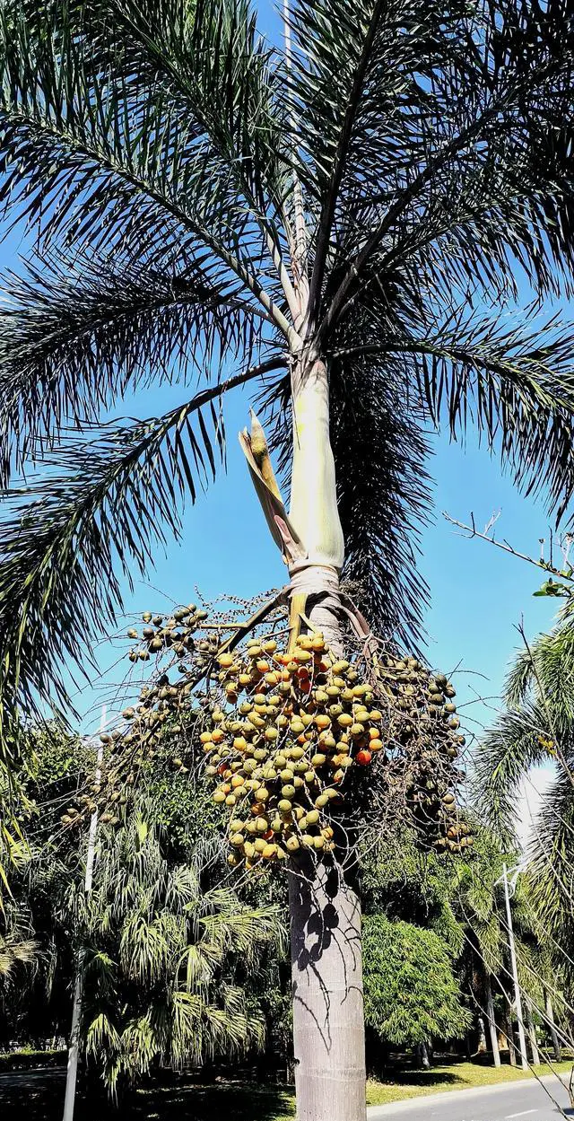 昆明准确海拔高度是多少？外地游客过来会不会缺氧？