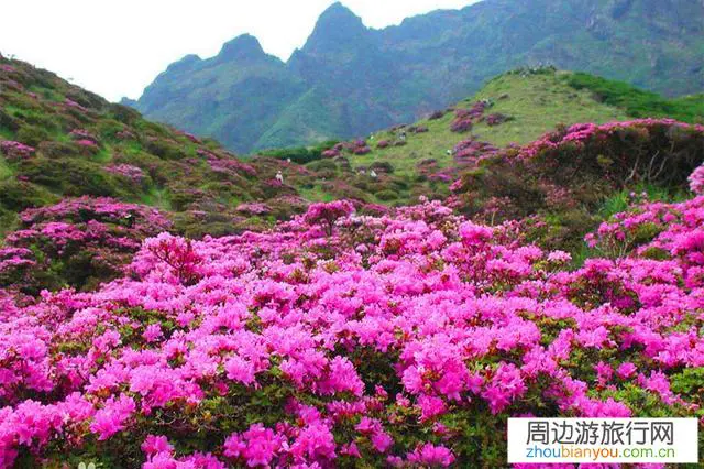 高山草甸露营一男子高反，阿坝理县组织20多人上山搜救, 你怎么看？