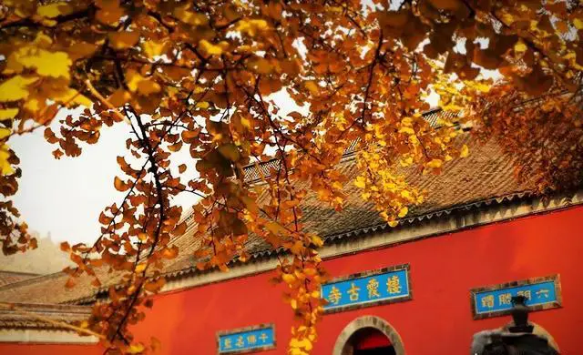 栖霞山的红叶什么时候去最好看?