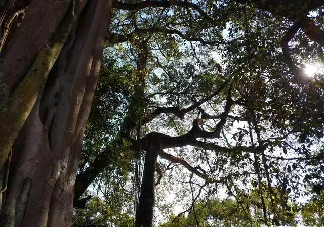 西双版纳的野象谷是一个什么景点，有哪些吸引人的地方和游览建议？