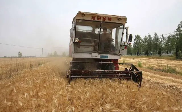 八十年代割麦子，田间吃的“晌午饭”，你还记得是什么吗？