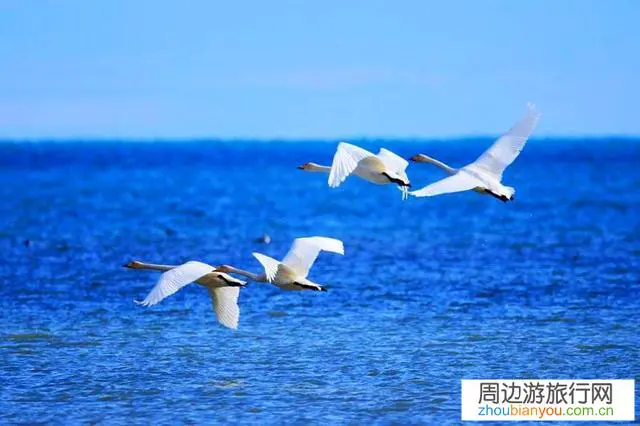 青海湖基本上是原生态，没有任何开发，但为何还能吸引众多游客？