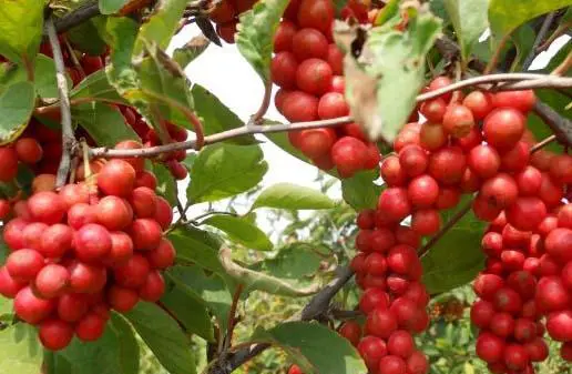 东北有哪些特产呢？