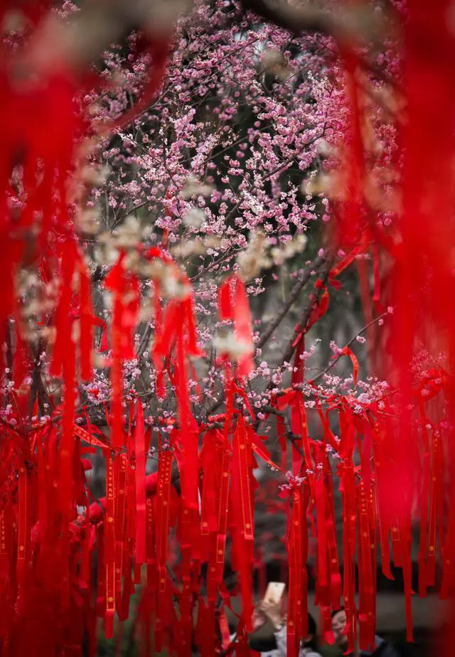 青龙寺樱花园具体位置在哪?