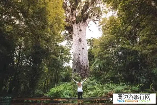 去新西兰旅游什么线路值得推荐？几月出游合适？