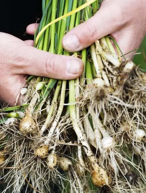 东北有哪些特产呢？