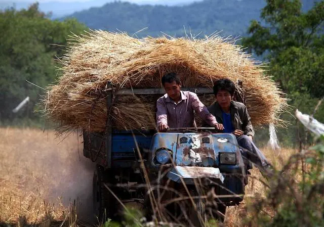 八十年代割麦子，田间吃的“晌午饭”，你还记得是什么吗？