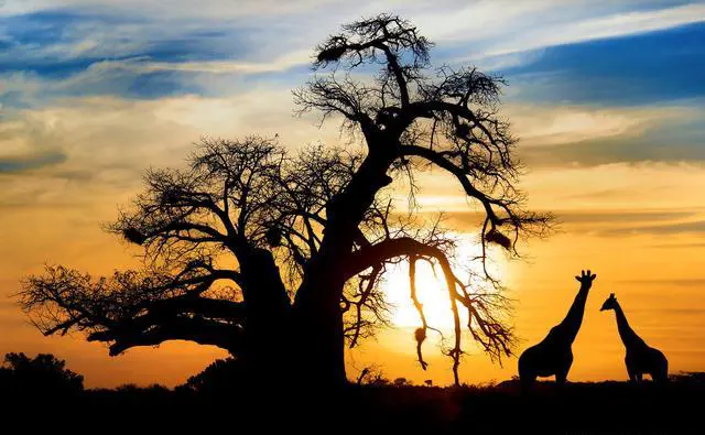 忤逆父母远嫁非洲，今回国求父母支助无果，什么办法可重获亲情？