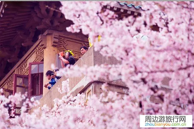 今年的武汉大学樱花节能照常举办吗？