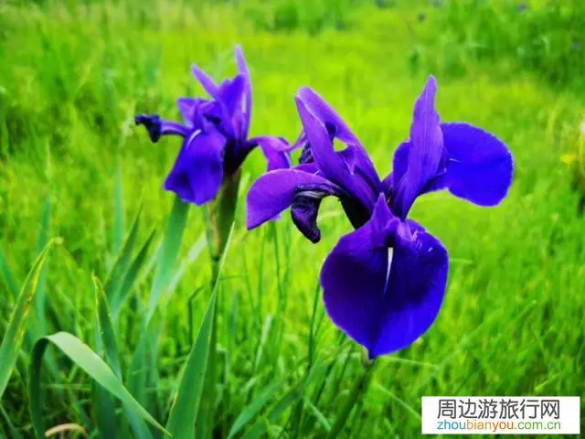 今年暑假还能带娃出门旅行吗？有风险吗？