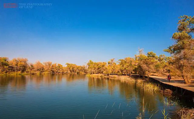 新疆胡杨林在哪里看最好？