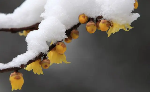 冬天的西湖是一番什么样的景象？