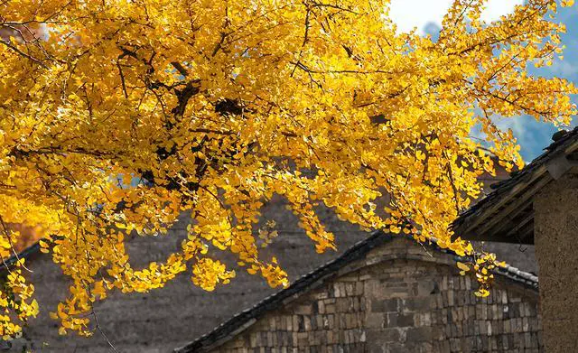 大杭州哪里的银杏最美？