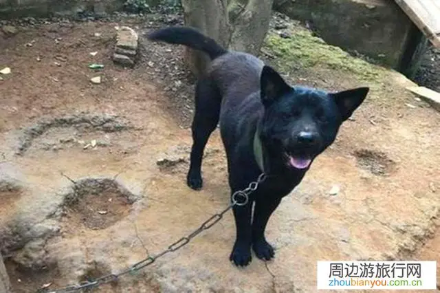 到一些网红古村落景点经常遇到狗,不知如何应付,有何高招?