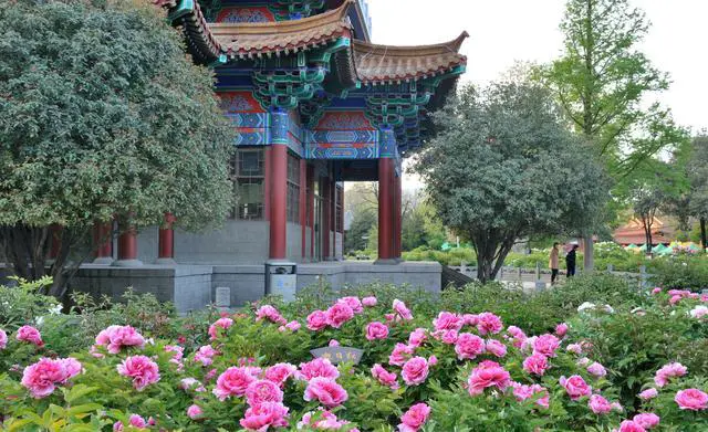 中国哪里有花海?国内花海旅游景点