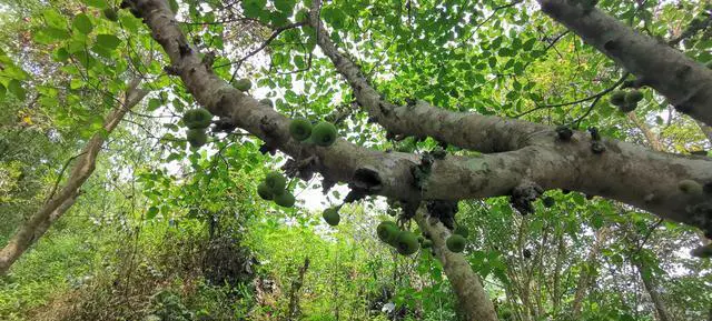 海南岛有多大？