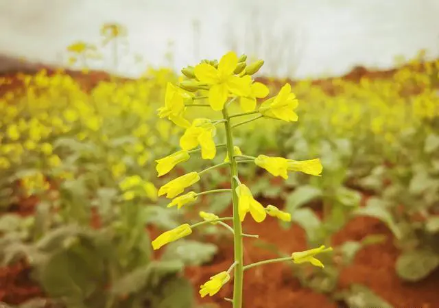 人为什么要旅游。旅游看什么?