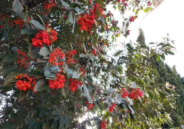 云南的滇中新区发展前景如何？特别是空港东区，大家怎么看？